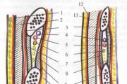 Organi prsne votline: struktura, funkcije in značilnosti